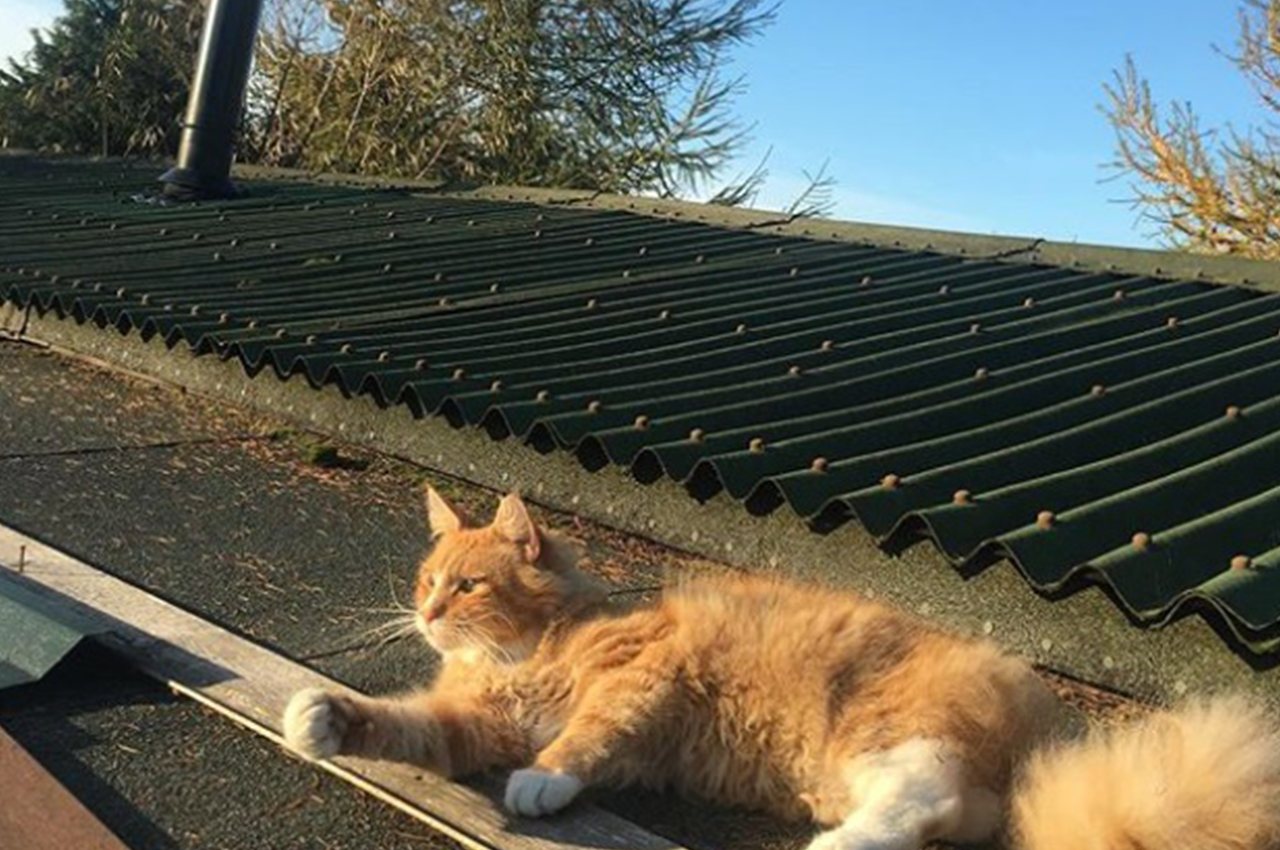 The Garden Mews luxury Hotel for Cats using Cladco Roofing Sheets