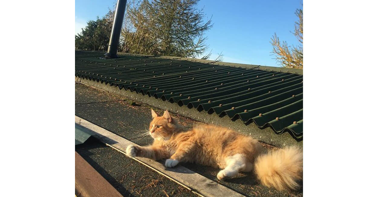 The Garden Mews luxury Hotel for Cats using Cladco Roofing Sheets