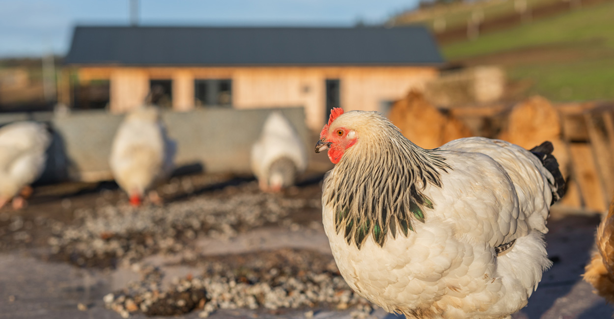 Cladco Roofing Case Study | The Dartmoor Shepherd @dartmoorshepherd