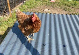 Chicken Coop made from Cladco Roofing sheets