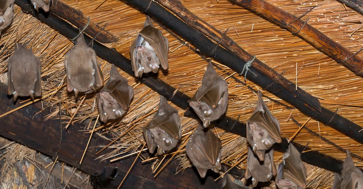 Signs of roosting bats include droppings and urine stains. You cannot disturb any access routes that bat roosts possess