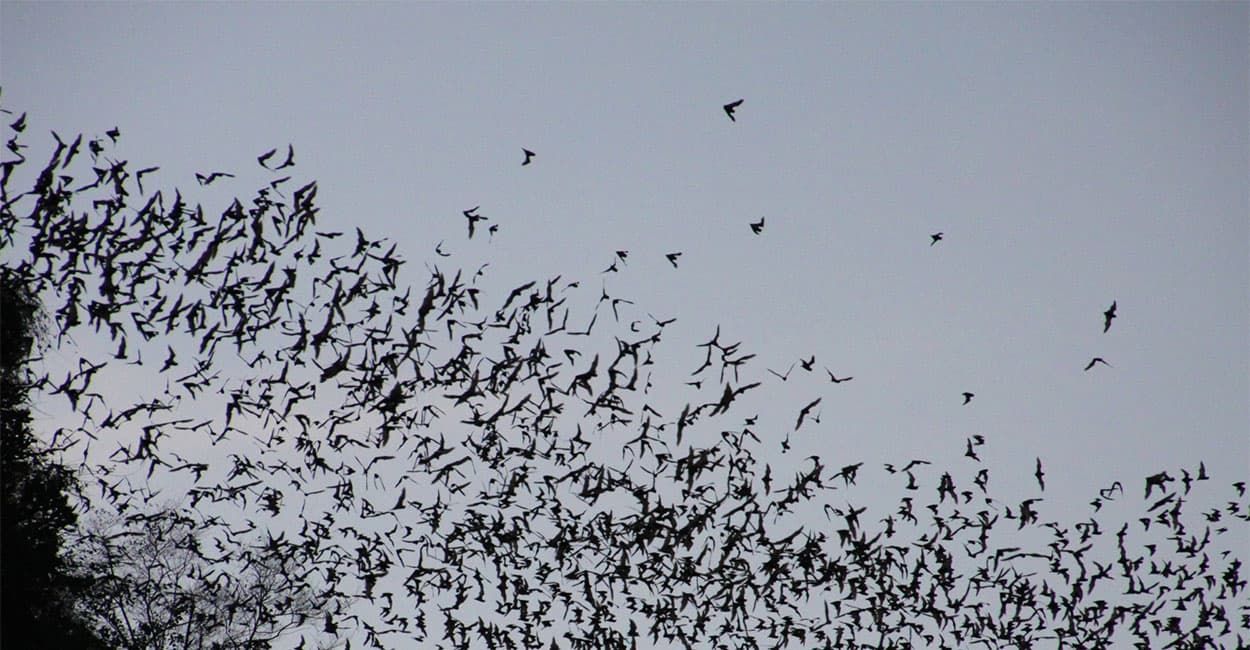 Bat swarming site - these are things to look out for during a bat survey