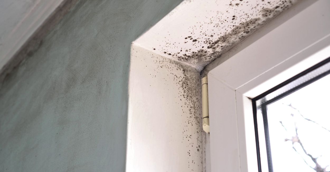 Mould_formed_by_condensation_and_damp