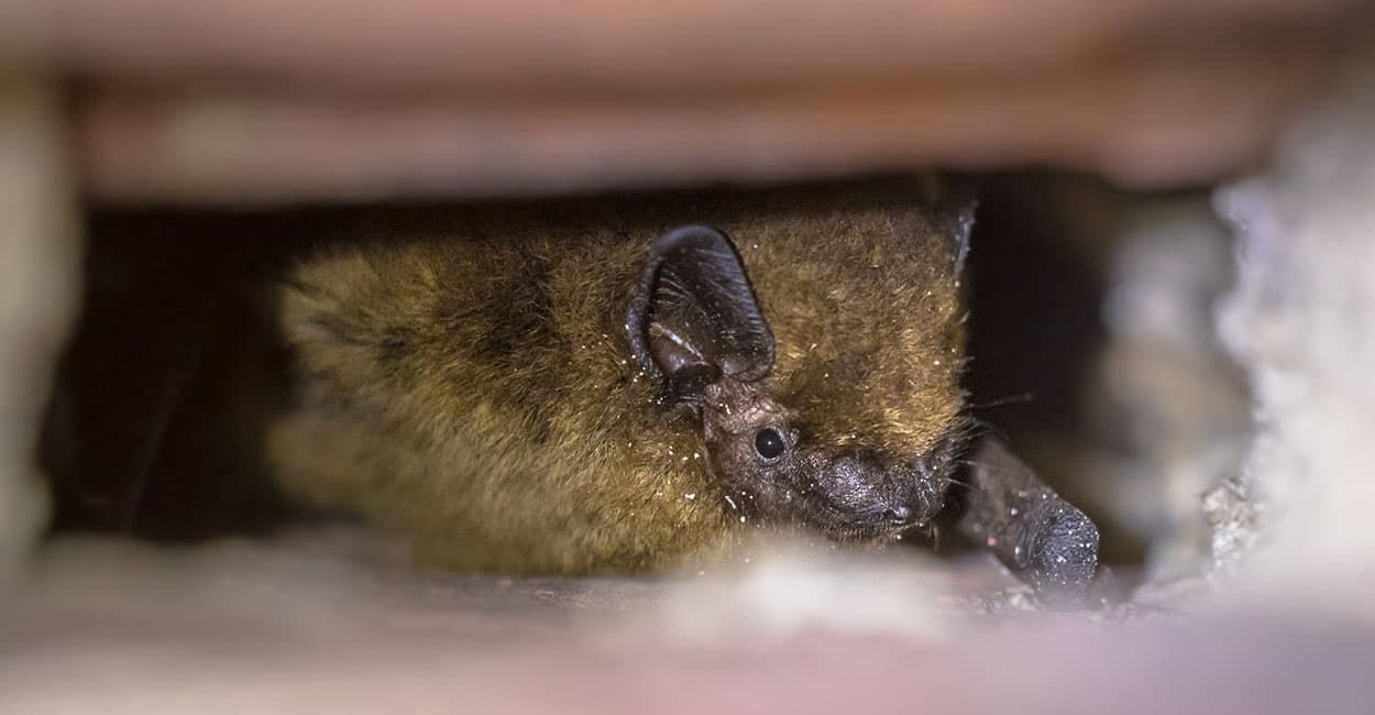 Bats like to roost in small crevices of our roofs and outbuildings such as between roof tiles. Bat surveys can help to spot this