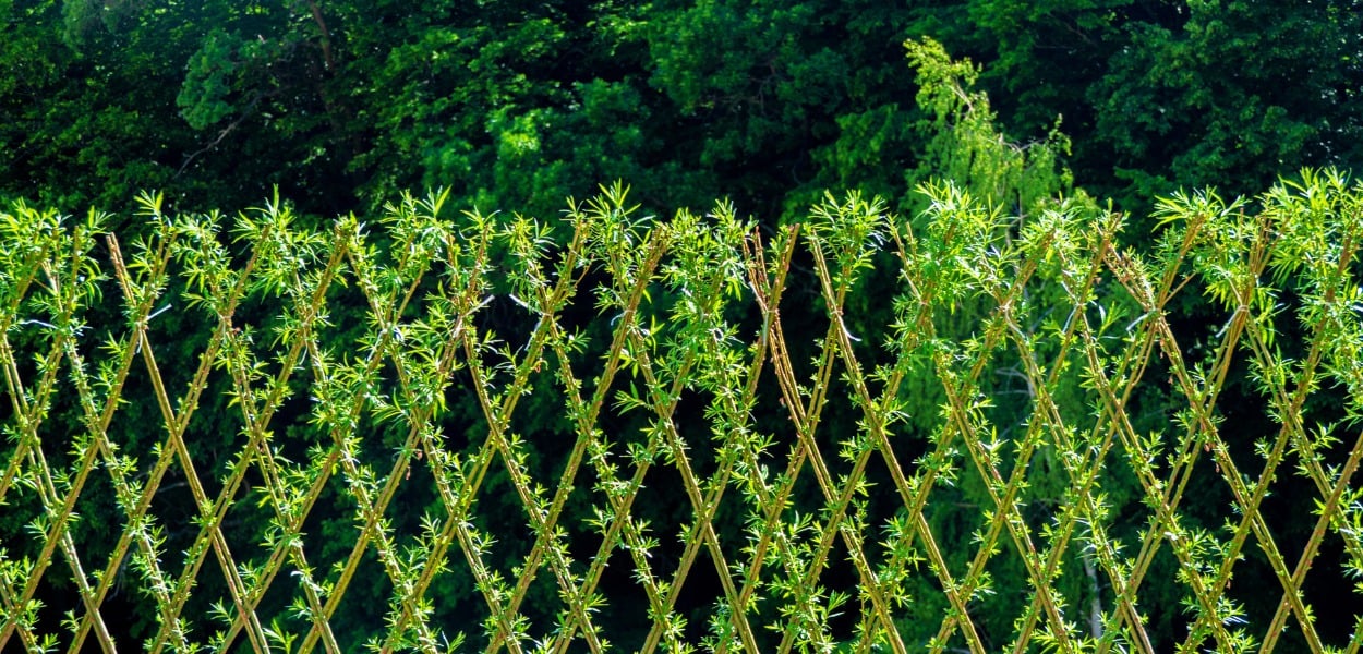 Living fence along a trellis