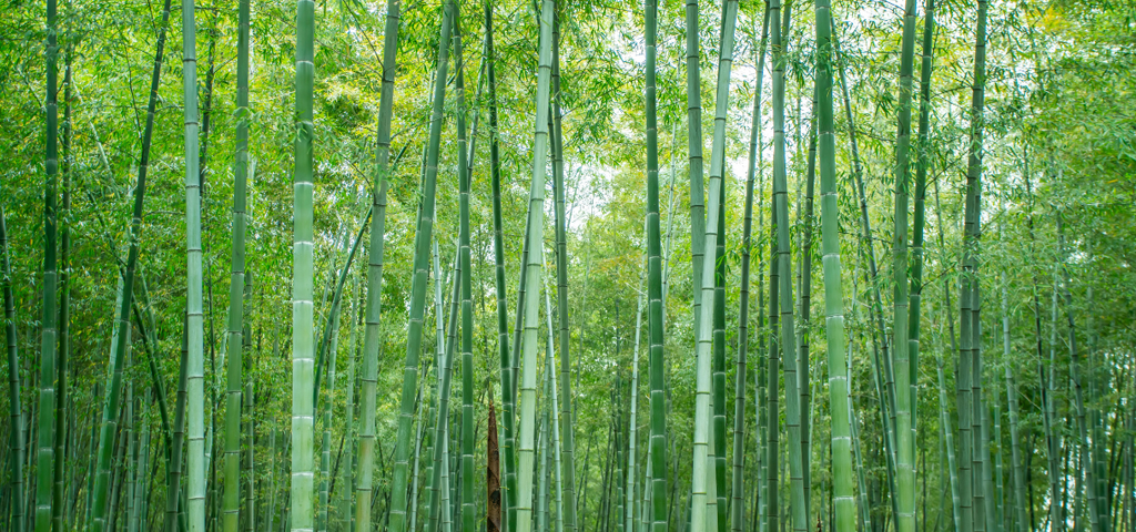Bamboo forest.