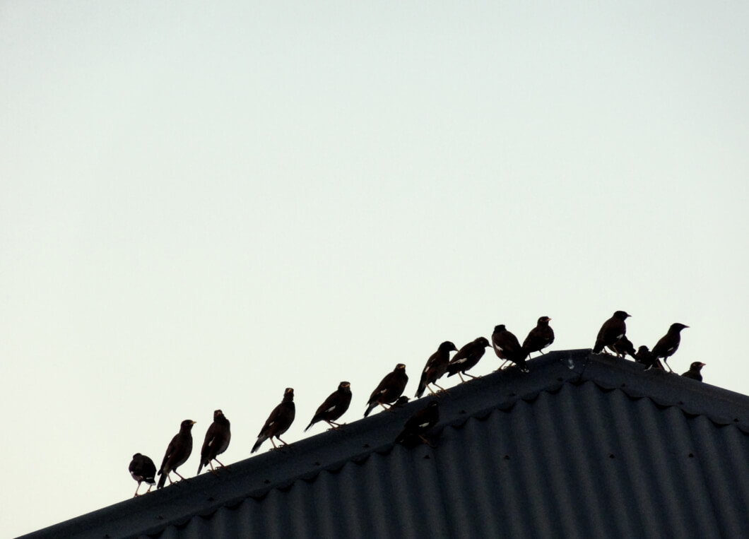 Birds on a roof