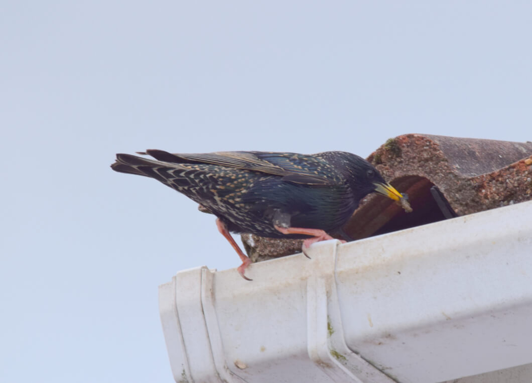 Bird perched on roof guttering