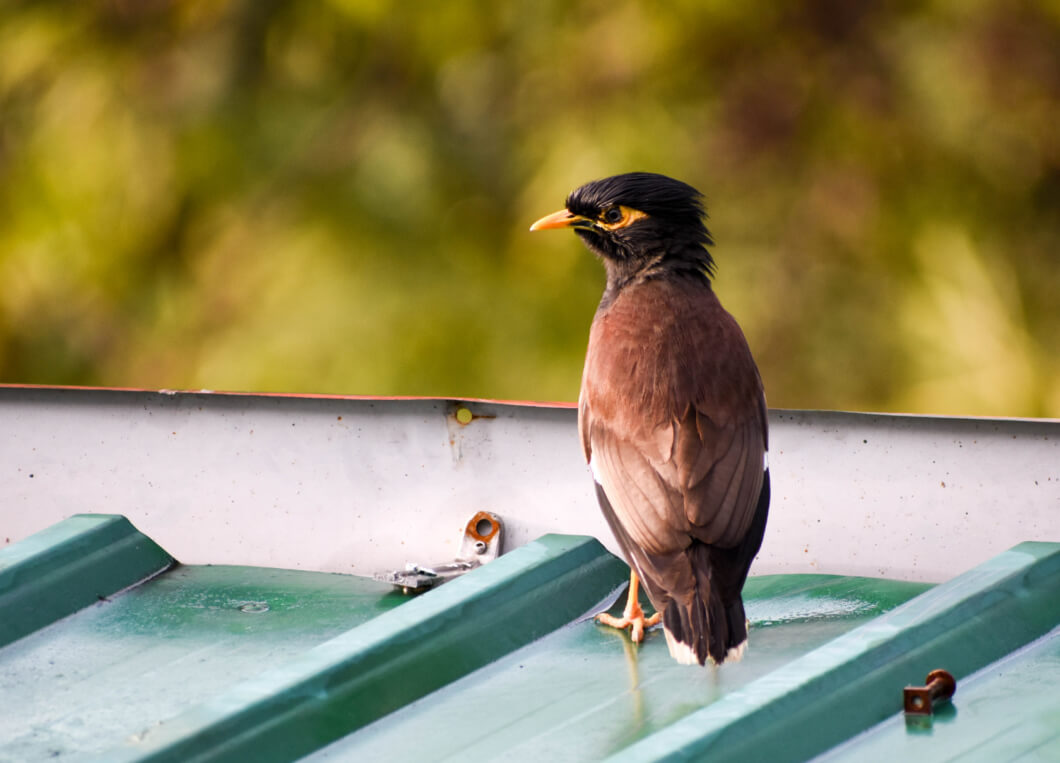 Bird on a roof