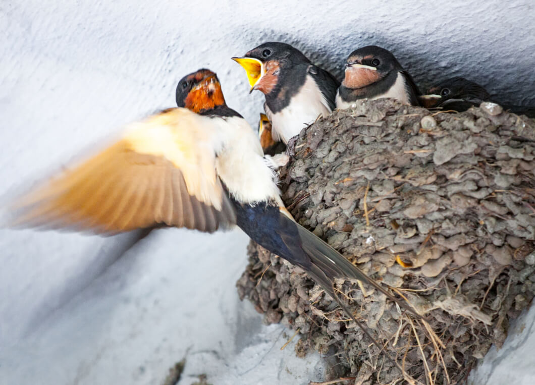 Birds in roof nest