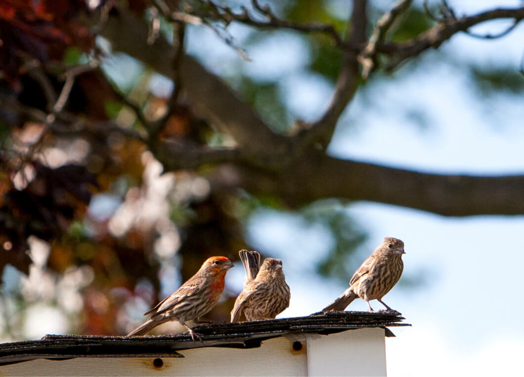 Birds on a roof