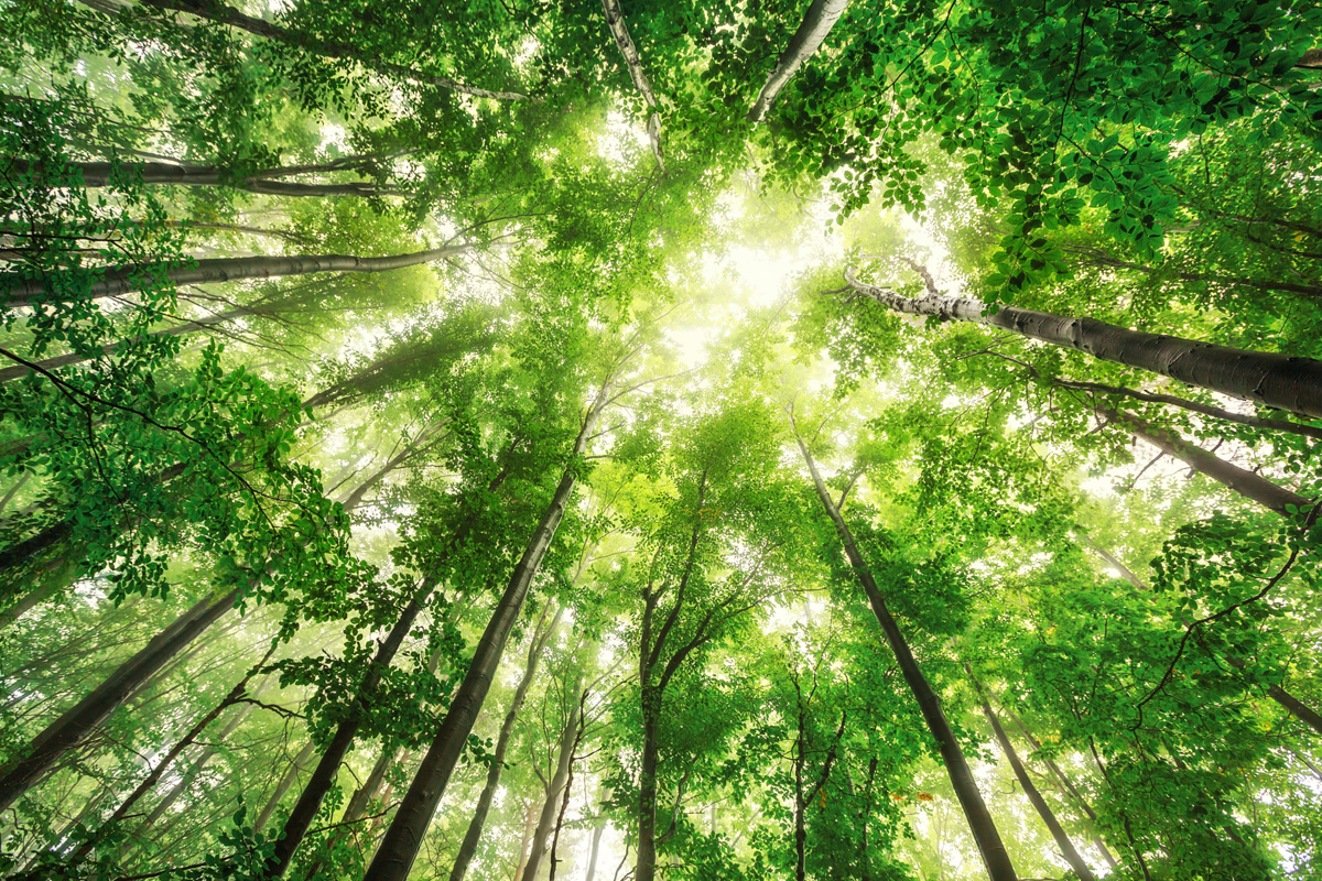 View looking up through tall green trees, symbolising sustainability and environmental benefits of choosing recycled plastic benches.